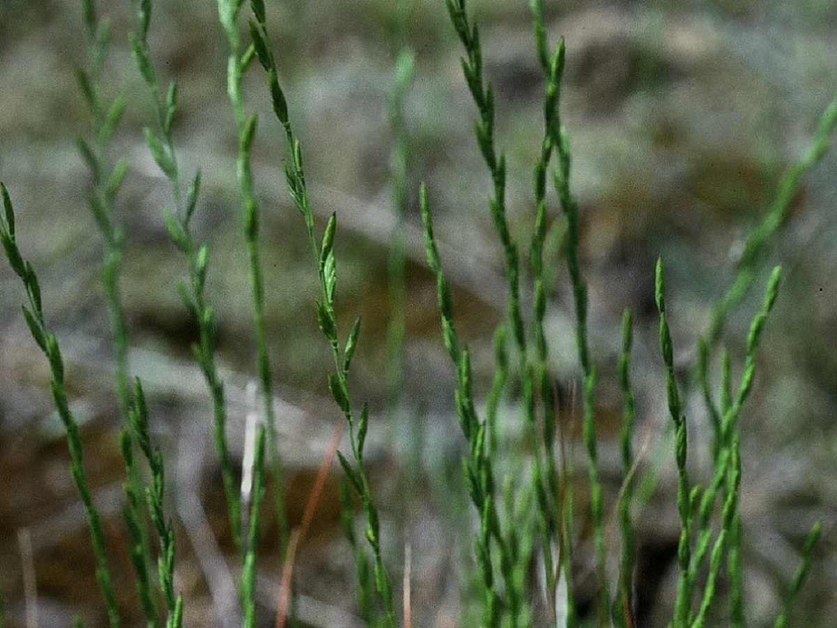 Micropyrum tenellum (Poaceae)